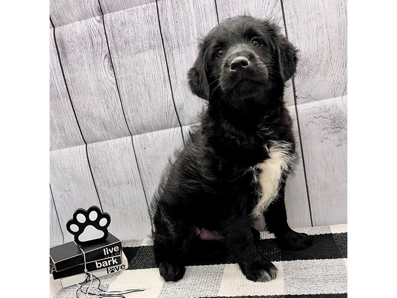 Dogs & Puppies for Sale Page 2 of 4 Petland Janesville, Wisconsin
