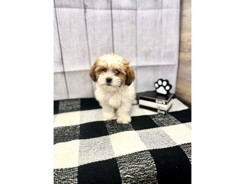 Dogs & Puppies for Sale Page 3 of 3 Petland Janesville, Wisconsin