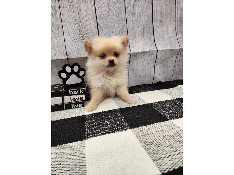 Dogs & Puppies for Sale Page 2 of 3 Petland Janesville, Wisconsin