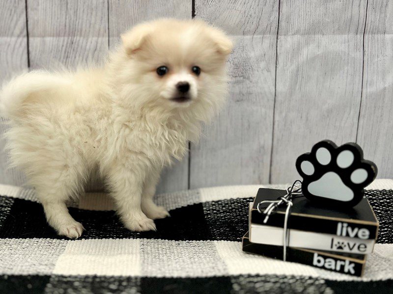 Dogs & Puppies for Sale Page 2 of 3 Petland Janesville, Wisconsin