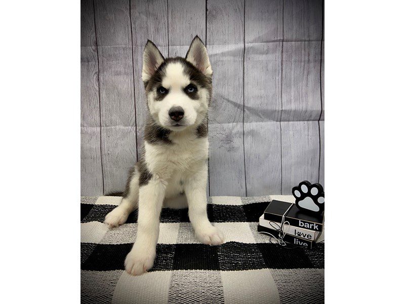 Dogs & Puppies for Sale Page 3 of 3 Petland Janesville, Wisconsin