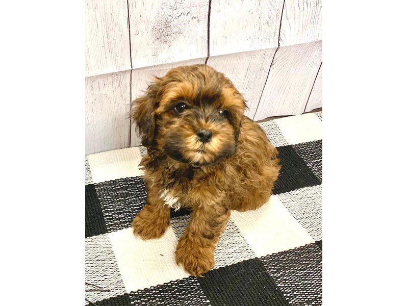 Dogs & Puppies for Sale Page 2 of 3 Petland Janesville, Wisconsin