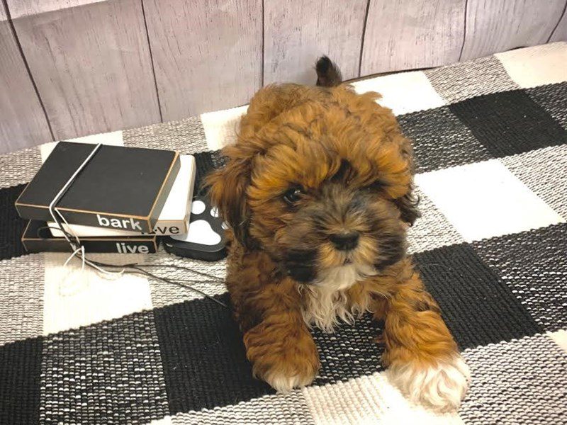 Dogs & Puppies for Sale Page 2 of 3 Petland Janesville, Wisconsin