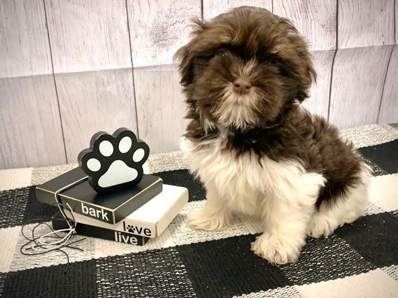 Dogs & Puppies for Sale Petland Janesville, Wisconsin