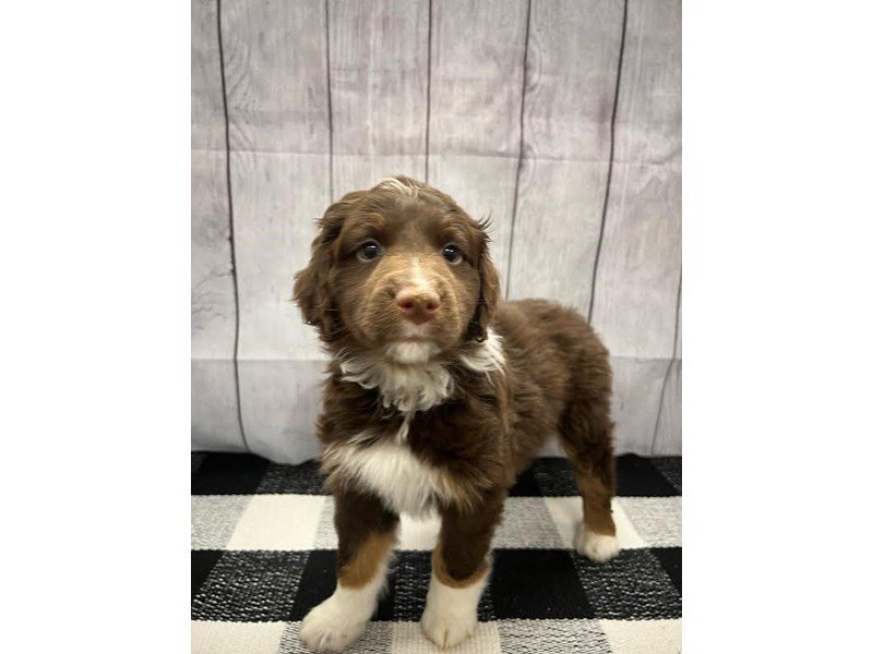 Dogs & Puppies for Sale Page 2 of 3 Petland Janesville, Wisconsin