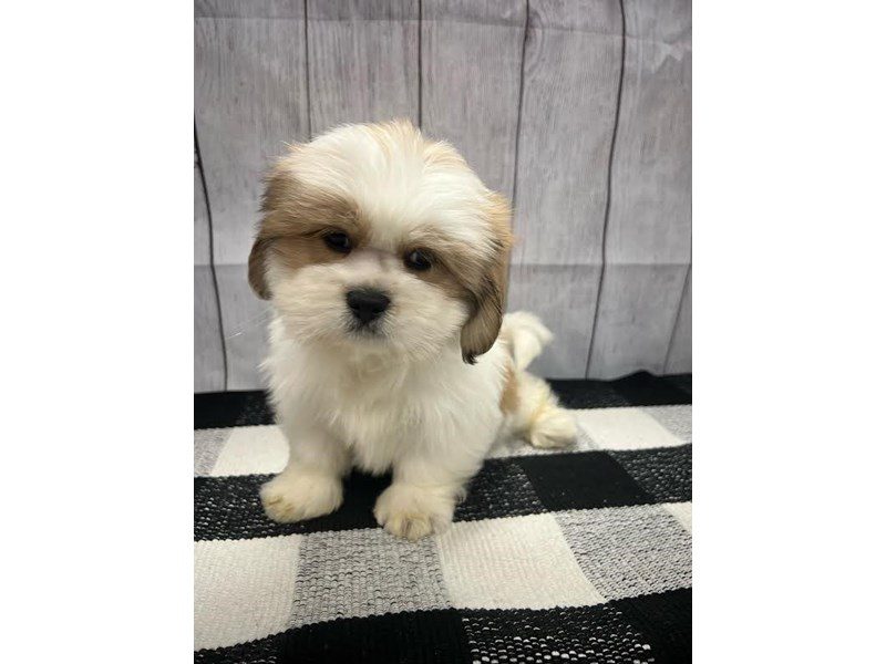 Dogs & Puppies for Sale Page 2 of 3 Petland Janesville, Wisconsin