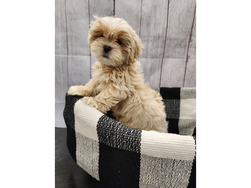 Dogs & Puppies for Sale Page 2 of 4 Petland Janesville, Wisconsin