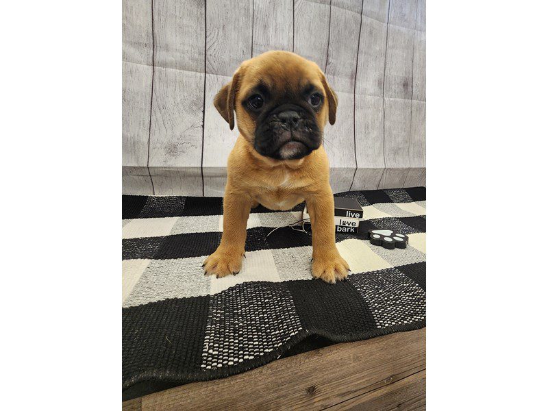 Dogs & Puppies for Sale Page 2 of 4 Petland Janesville, Wisconsin