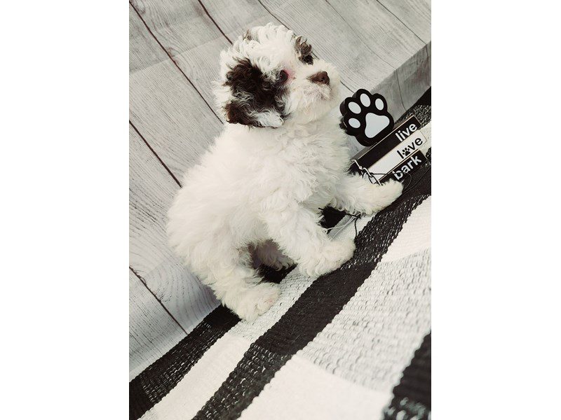 Dogs & Puppies for Sale Page 2 of 4 Petland Janesville, Wisconsin