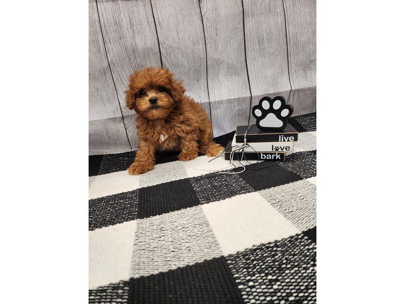 Dogs & Puppies for Sale Page 2 of 4 Petland Janesville, Wisconsin