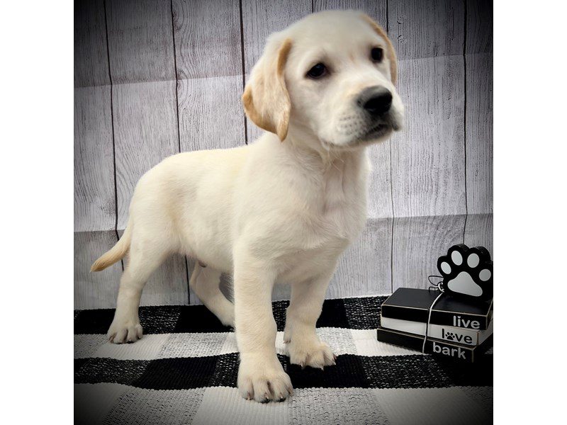 Dogs & Puppies for Sale Page 2 of 4 Petland Janesville, Wisconsin