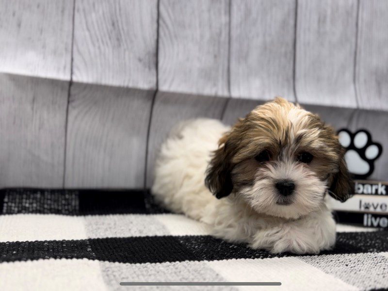 Teddy Bear Puppies Petland Janesville, Wisconsin