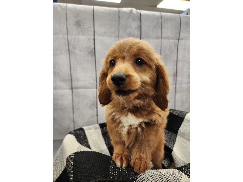 Goldendoodle Mini Puppies For Sale Petland Janesville, Wisconsin