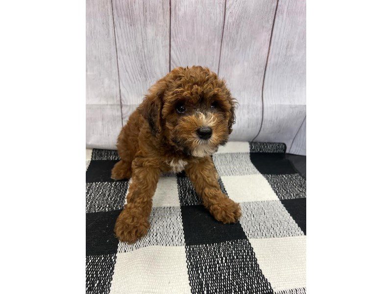 Available Pets Page 4 of 4 Petland Janesville, Wisconsin