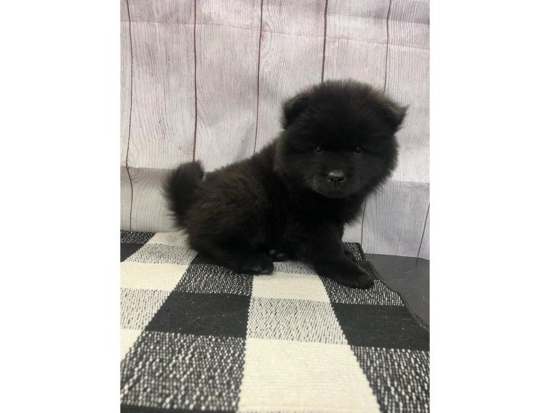 Dogs & Puppies for Sale Page 2 of 4 Petland Janesville, Wisconsin