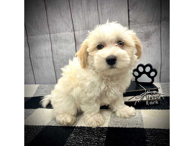 Dogs & Puppies for Sale Page 2 of 4 Petland Janesville, Wisconsin