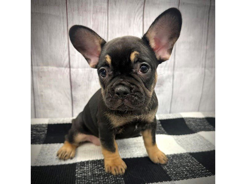 Dogs & Puppies for Sale Page 2 of 4 Petland Janesville, Wisconsin