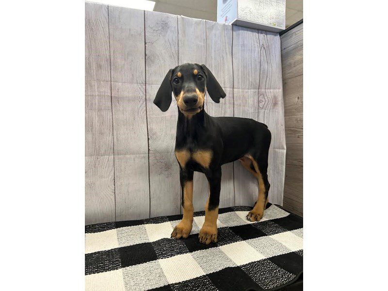 Doberman Pinscher Petland Janesville, Wisconsin