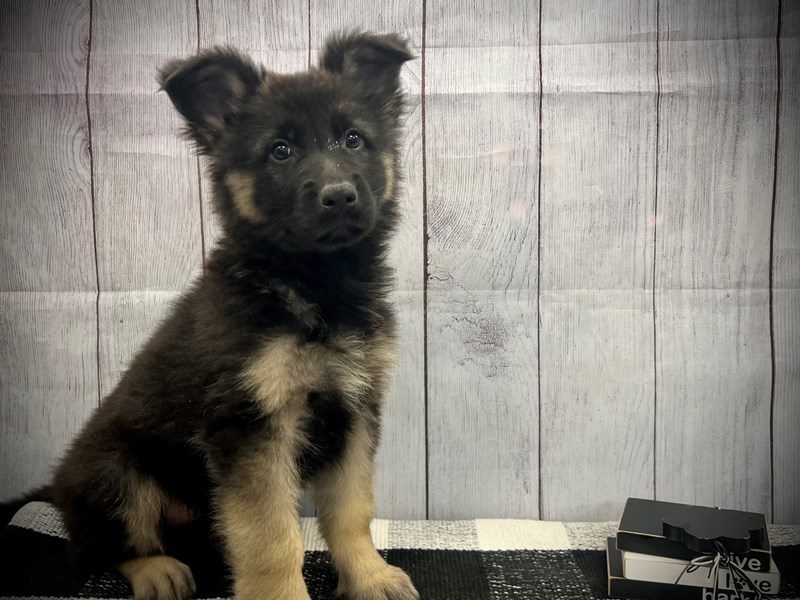 Dogs & Puppies for Sale Page 2 of 4 Petland Janesville, Wisconsin