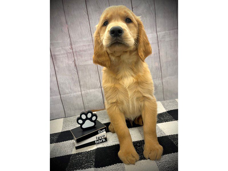 Dogs & Puppies for Sale Page 2 of 4 Petland Janesville, Wisconsin