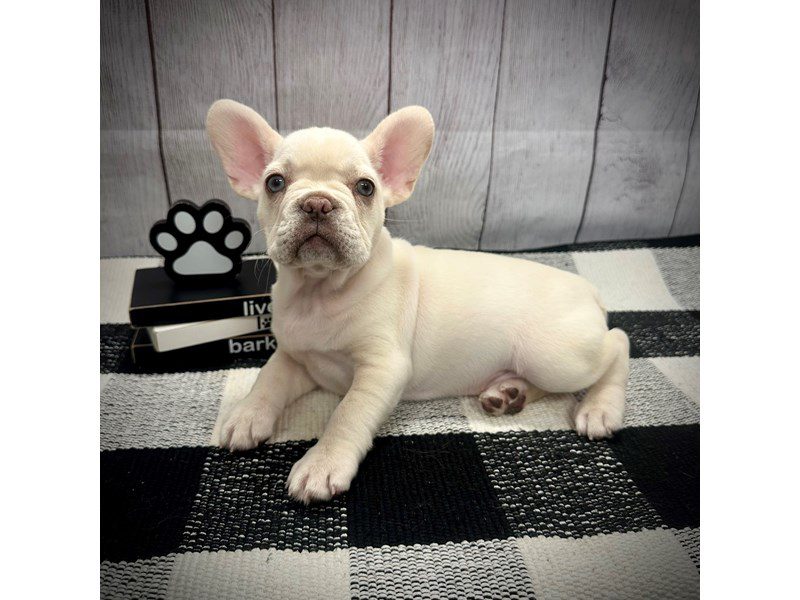 Dogs & Puppies for Sale Page 2 of 3 Petland Janesville, Wisconsin