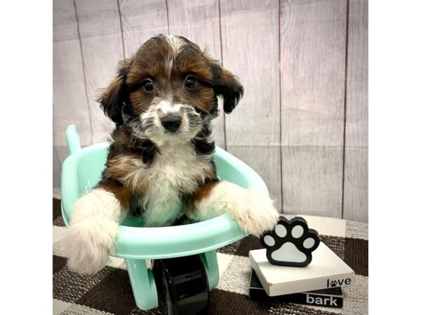 [#20618] Black Female Aussiedoodle Mini Puppies for Sale