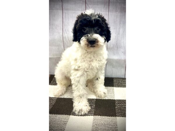 [#20634] White Male Labradoodle Mini 2nd Gen Puppies for Sale