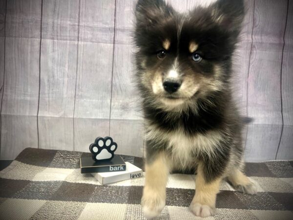 [#20674] Black Male Pomsky Puppies for Sale