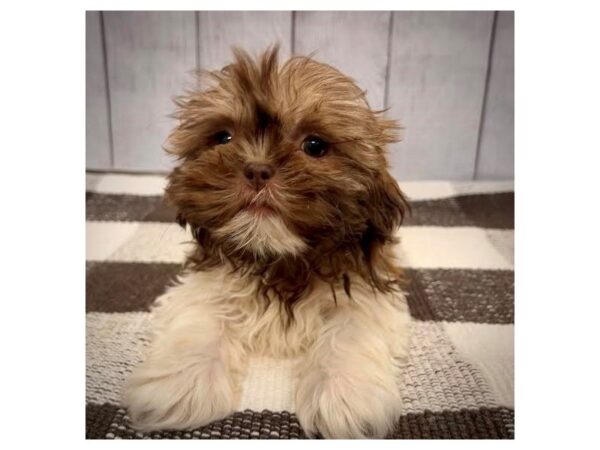 [#20676] Liver and White Female Shih Tzu Puppies for Sale