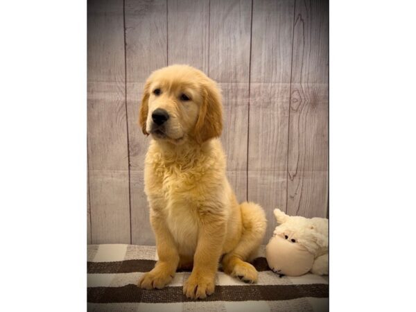 [#20691] Light Golden Male Golden Retriever Puppies for Sale