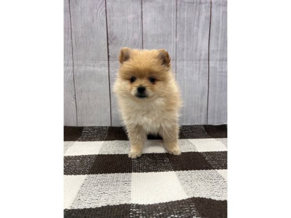 [#20698] Orange Sable Female Pomeranian Puppies for Sale