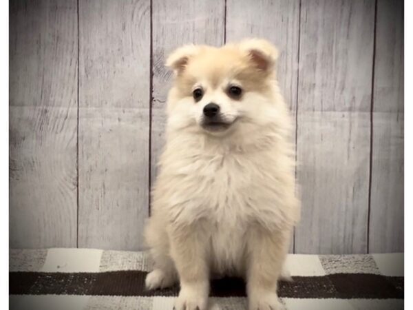 [#20690] Fawn Male Pomeranian Puppies for Sale