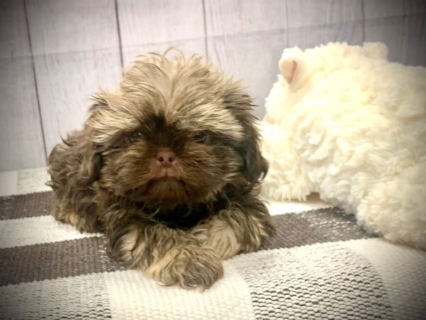 [#20706] Chocolate Male Shih Tzu Puppies for Sale