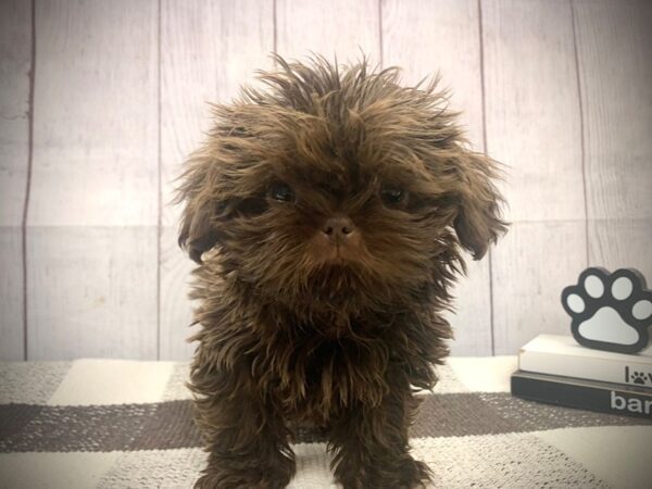 [#20704] Chocolate Male Shih Tzu Puppies for Sale