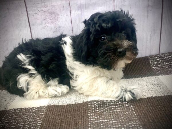 [#20700] Black Male Havanese Puppies for Sale