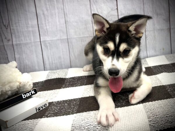 [#20711] Black / White Female Alaskan Klee Kai Puppies for Sale
