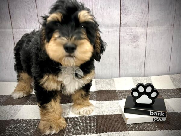 [#20716] Tri-Colored Male Bernedoodle Mini Puppies for Sale