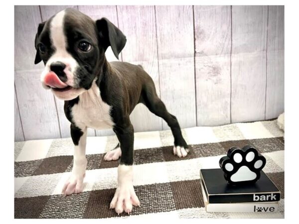 [#20717] Black / White Female Boxer Puppies for Sale