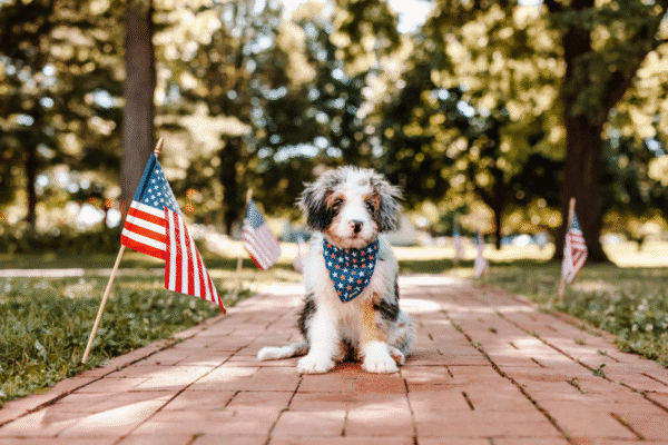 National Spoil Your Dog Day: Yes, They Deserve It (Every. Single. Day.)