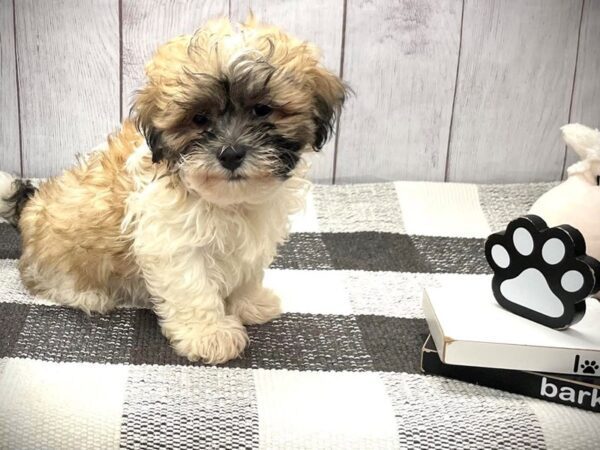 [#20878] Brown White Male Teddy Bear Puppies for Sale