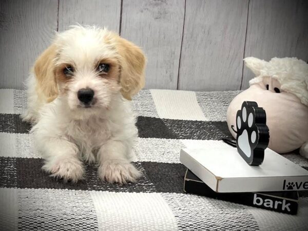 [#20874] Cream Male Maltipoo Puppies for Sale