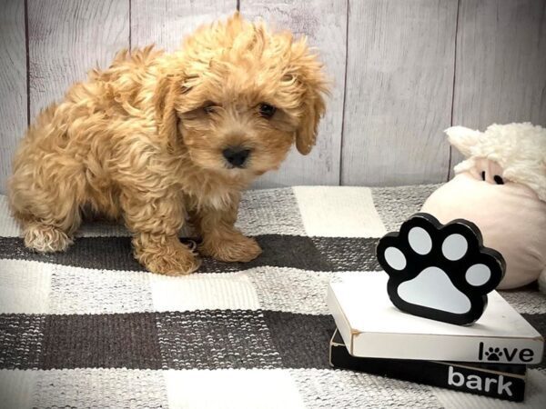 [#20873] Apricot Male Maltipoo Puppies for Sale