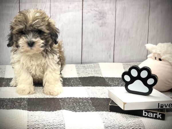 [#20877] Brown White Male Teddy Bear Puppies for Sale