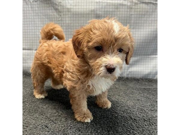 [#20880] Red Male Cotonpoo Puppies for Sale