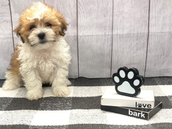 [#20891] Brown White Male Teddy Bear Puppies for Sale