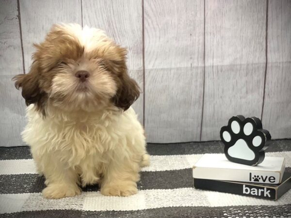 [#20896] Brown White Male Shih Tzu Puppies for Sale