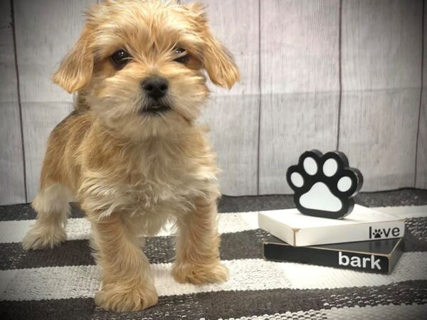 [#20887] Gold Male Morkie Puppies for Sale