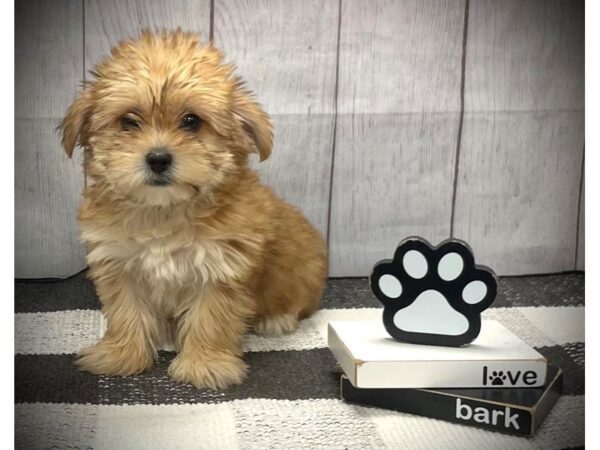 [#20889] Gold Female Morkie Puppies for Sale