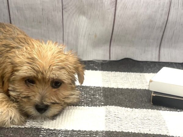 [#20888] Gold Male Morkie Puppies for Sale