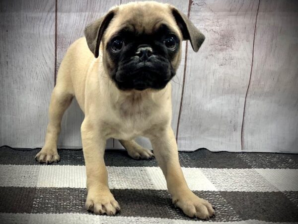 [#20900] Fawn Male Pug Puppies for Sale